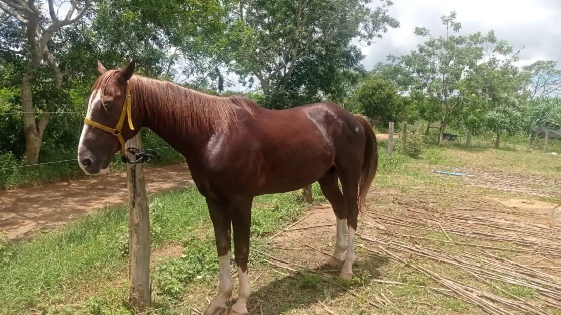 cavalo